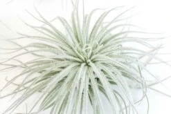 BLOOM SALE - XXL Tillandsia Tectorum Ecuador Air Plant -Air Plant World Tillandsia Air Plant Tectorum 4