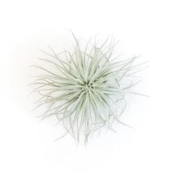 BLOOM SALE - XXL Tillandsia Tectorum Ecuador Air Plant -Air Plant World Tillandsia Air Plant Tectorum 5