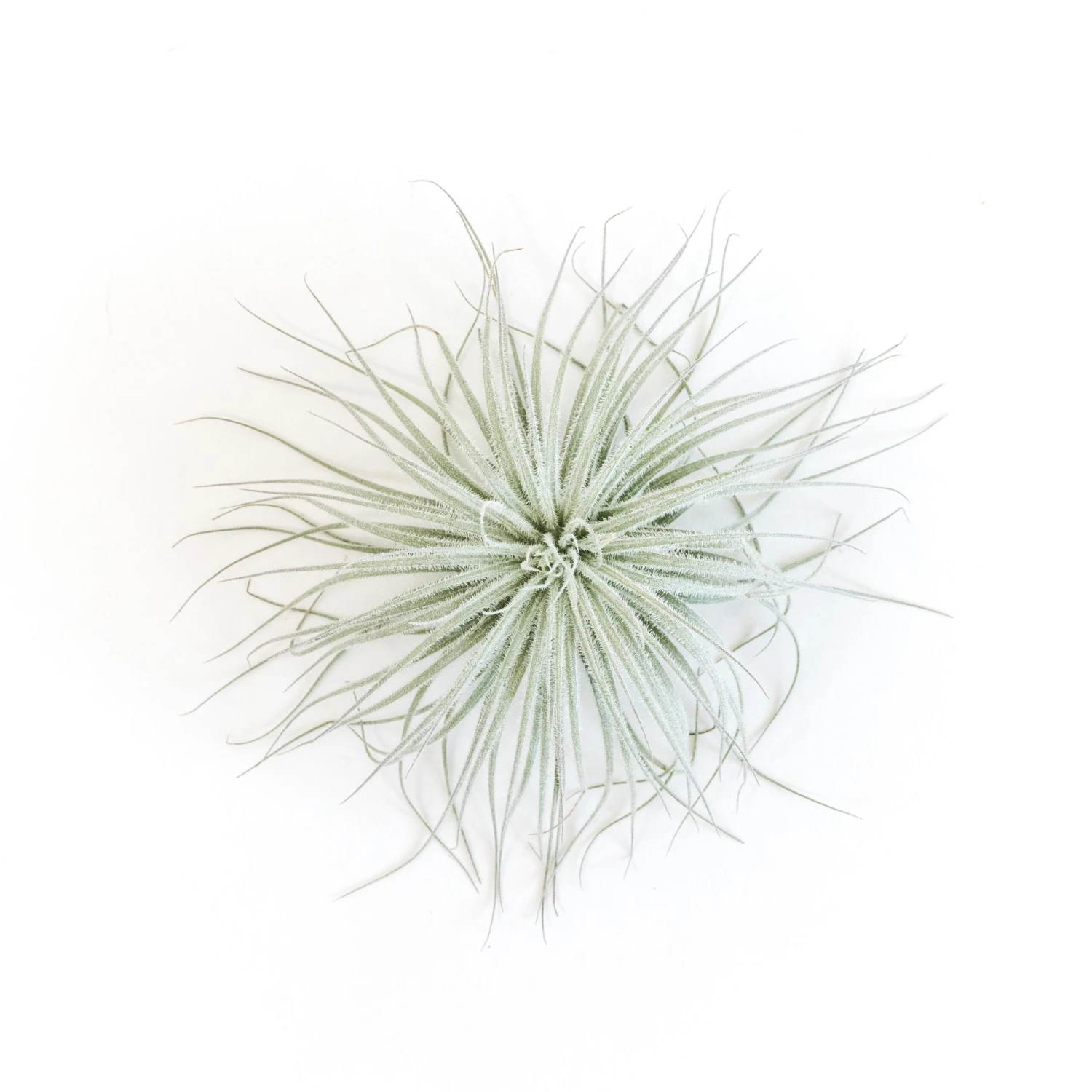 Tillandsia Tectorum Ecuador Air Plants 4 Tillandsia Tectorum Ecuador Air Plants - Image 4