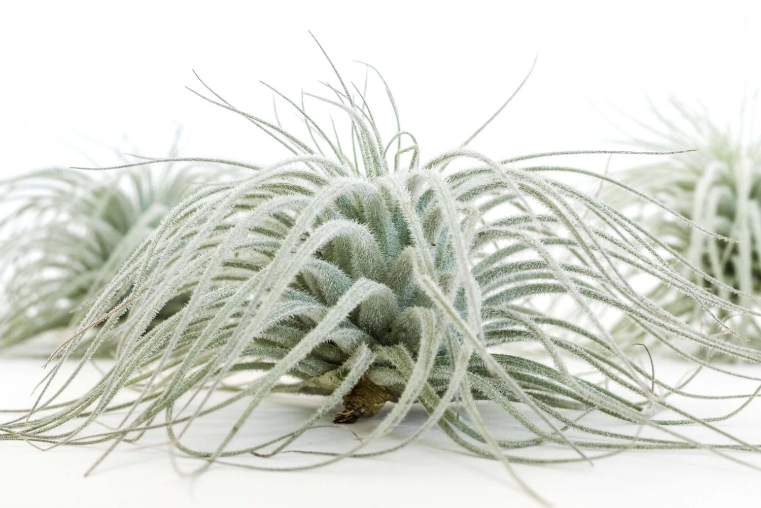 SALE - Tillandsia Tectorum Ecuador Air Plants - Set Of 3, 6 Or 9 - 25% Off 7 SALE - Tillandsia Tectorum Ecuador Air Plants - Set Of 3, 6 Or 9 - 25% Off - Image 7