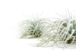 Tillandsia Tectorum Ecuador Air Plants 15 Tillandsia Tectorum Ecuador Air Plants -Air Plant World Tillandsia Air Plant Tectorum 8 31653fef c5d7 403e 825f 95501aaaa556