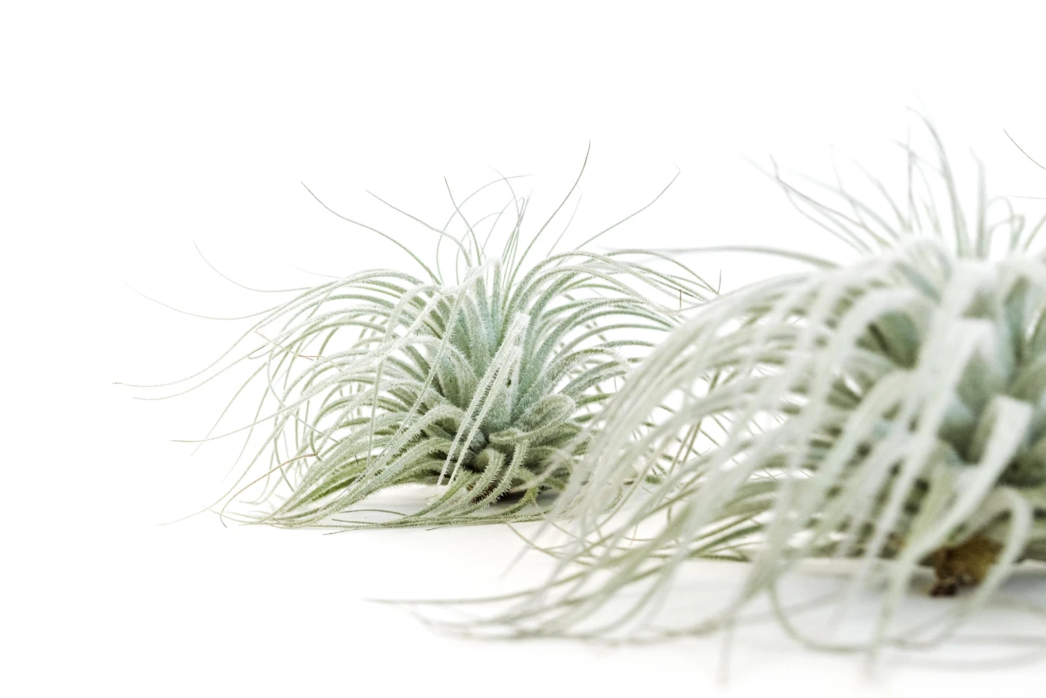 Tillandsia Tectorum Ecuador Air Plants 6 Tillandsia Tectorum Ecuador Air Plants - Image 6