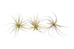 Tillandsia Tenuifolia Air Plants 8 Tillandsia Tenuifolia Air Plants -Air Plant World Tillandsia Air Plant Tenuifolia 1 323b0afb 4571 4f0d a444 b98b65ce7edb