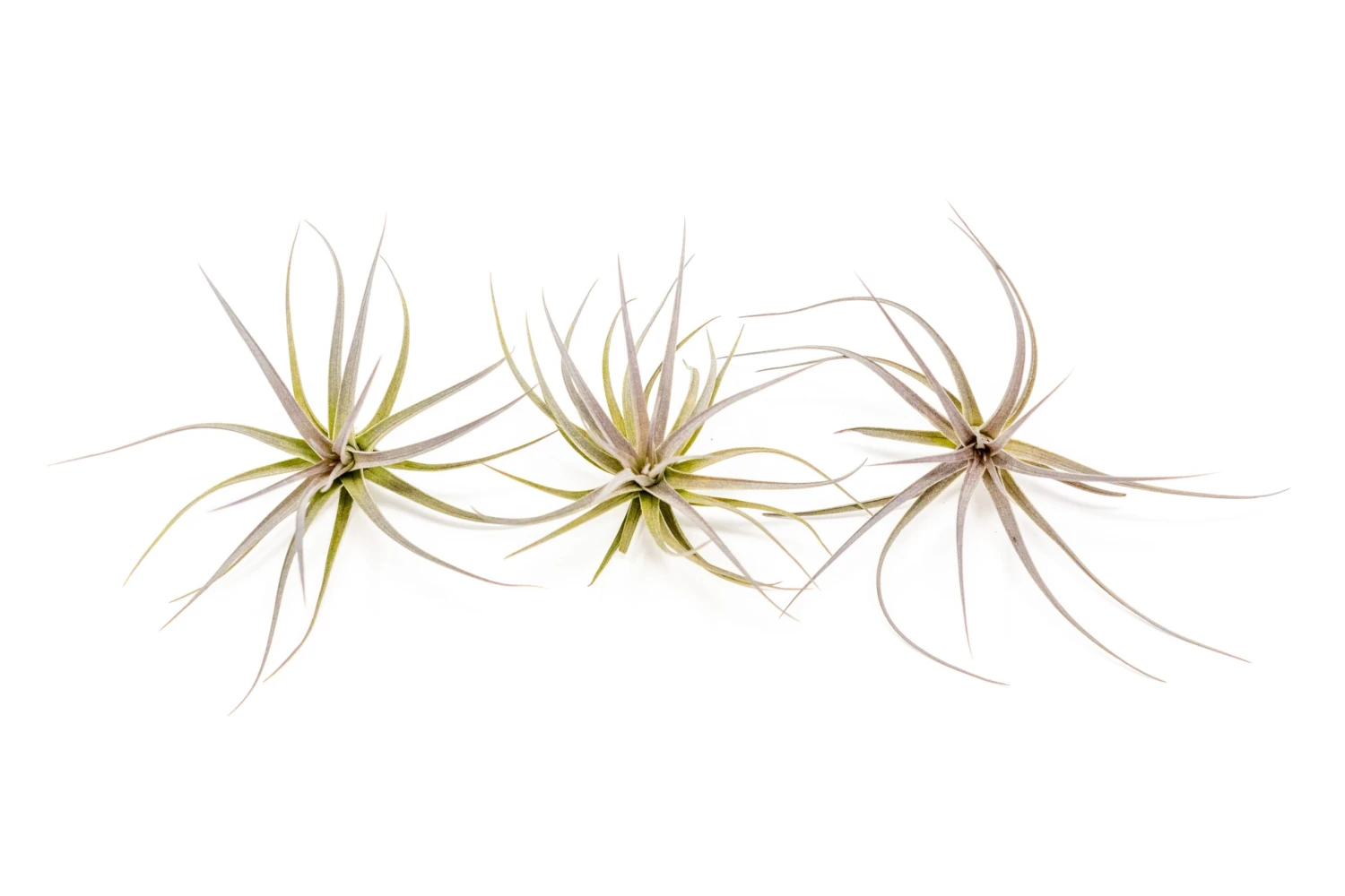 Tillandsia Tenuifolia Air Plants 4 Tillandsia Tenuifolia Air Plants - Image 4