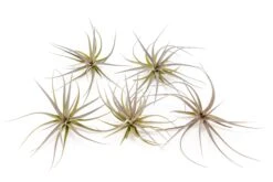 Tillandsia Tenuifolia Air Plants 9 Tillandsia Tenuifolia Air Plants -Air Plant World Tillandsia Air Plant Tenuifolia 2