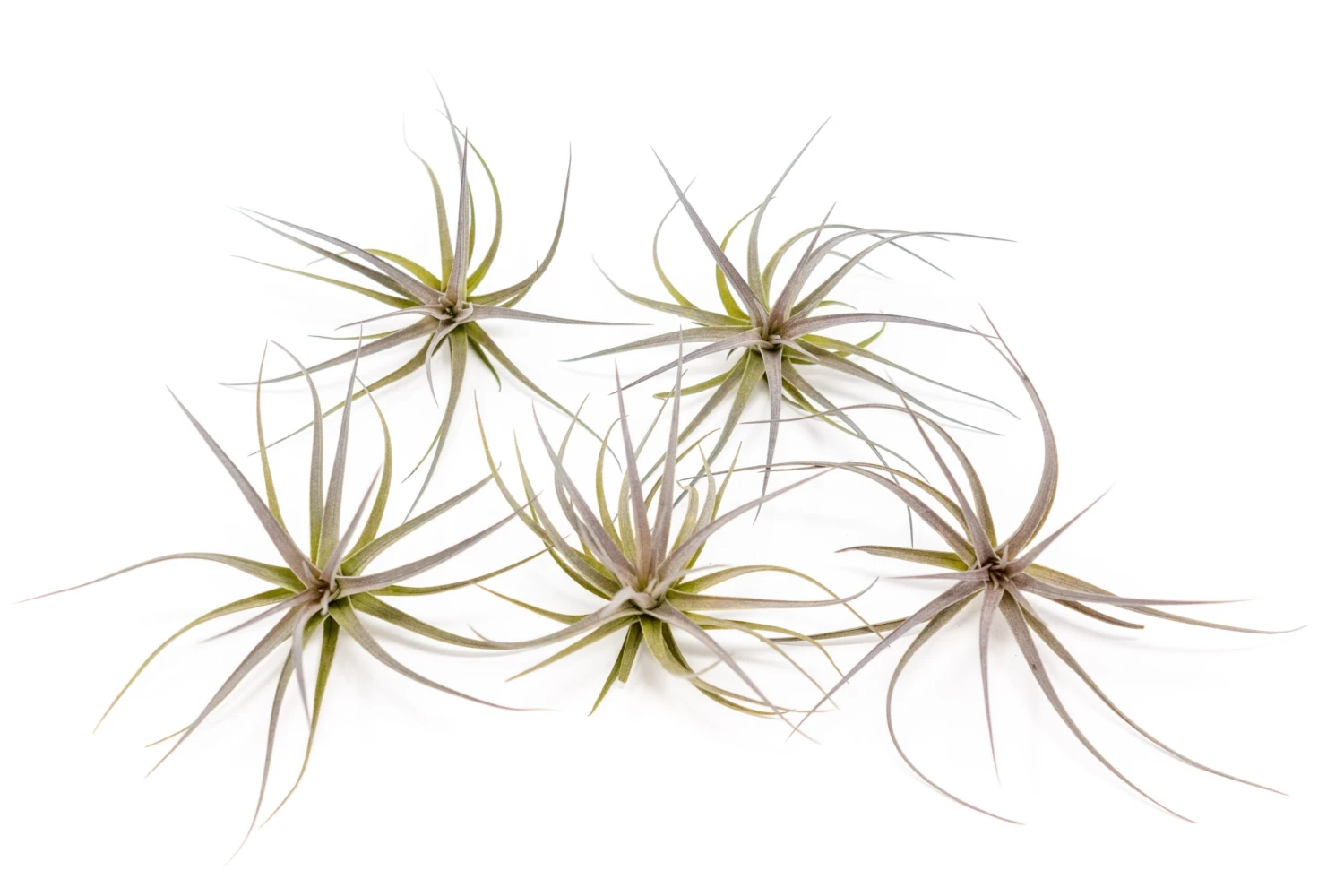 Tillandsia Tenuifolia Air Plants 5 Tillandsia Tenuifolia Air Plants - Image 5