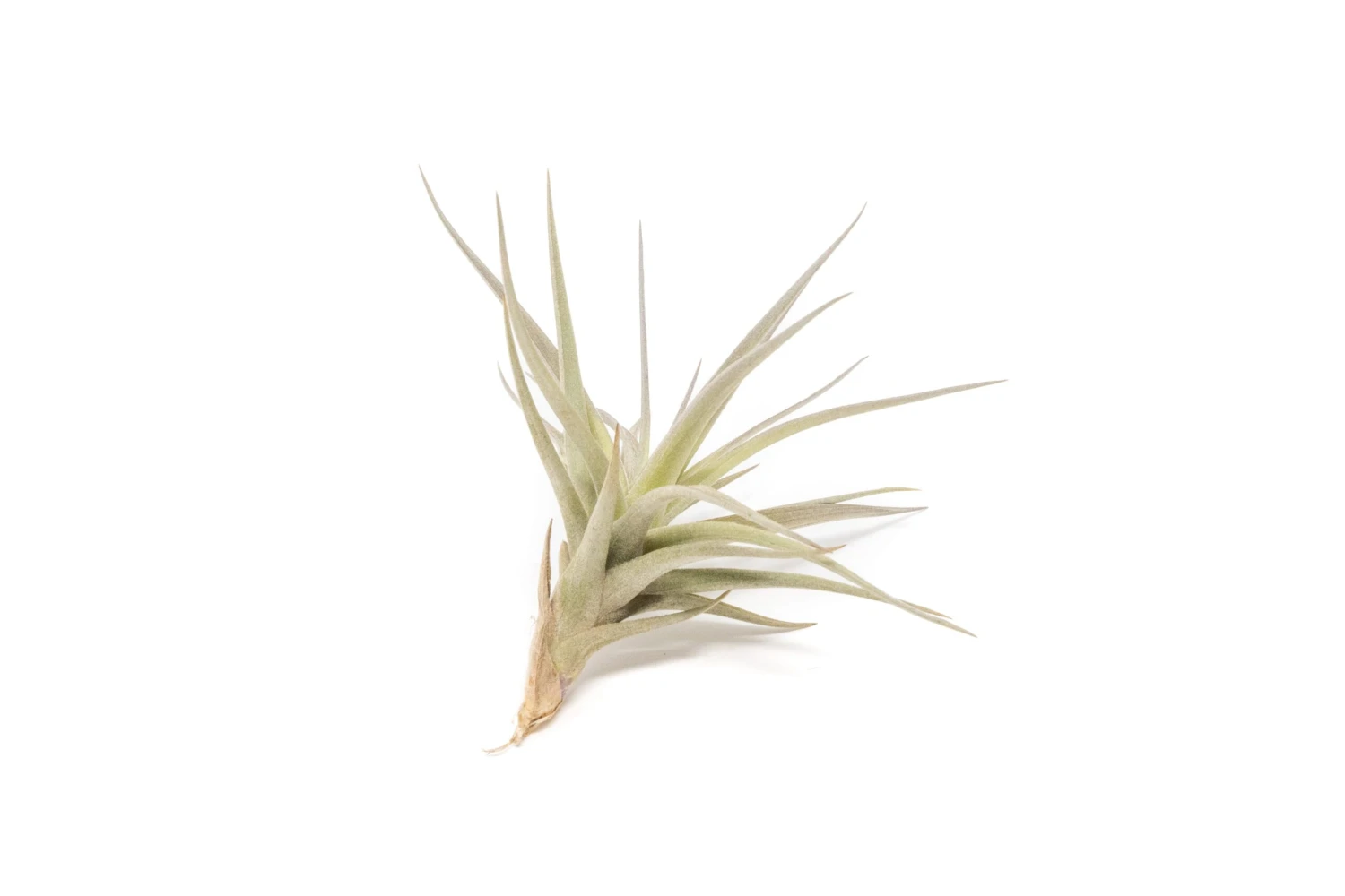 The Inca Collection Of Tillandsia Air Plants 4 The Inca Collection Of Tillandsia Air Plants - Image 4