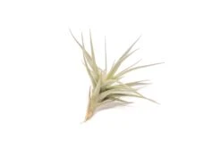 SALE - The Inca Collection Of Tillandsia Air Plants - Sets Of 9 Or 18 - 30% Off -Air Plant World Tillandsia Air Plant Tenuifolia 6 adf03022 5257 465a a8ad 9607f49bc814
