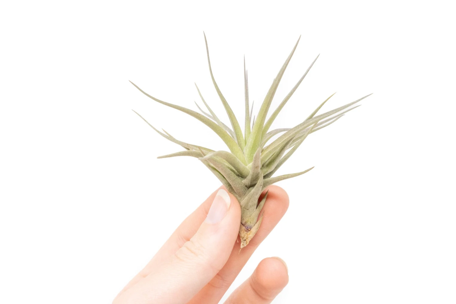 Tillandsia Tenuifolia Air Plants 1 Tillandsia Tenuifolia Air Plants