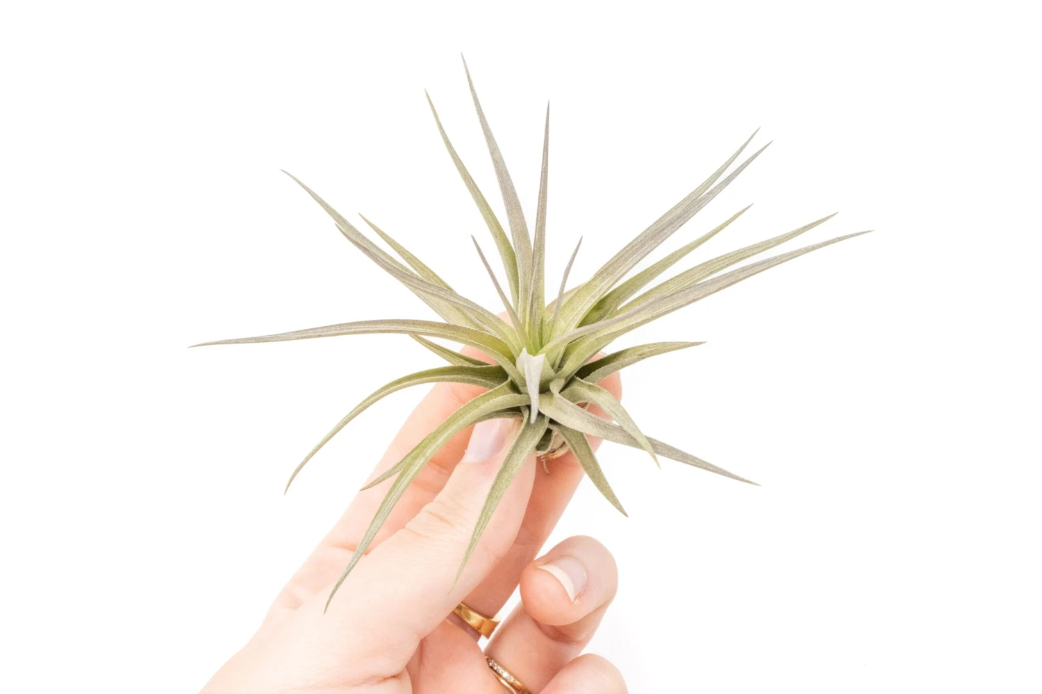Tillandsia Tenuifolia Air Plants 2 Tillandsia Tenuifolia Air Plants - Image 2