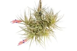 Tillandsia Tenuifolia Air Plant Clumps