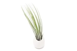 Large Ivory Ceramic Container - Choose Your Custom Tillandsia Air Plant -Air Plant World Tillandsia Air Plant Terrarium 1
