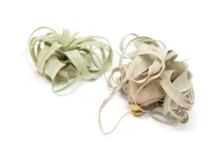 TLC - Small Tillandsia Xerographica In Need Of Love -Air Plant World Tillandsia Air Plant Terrarium 2