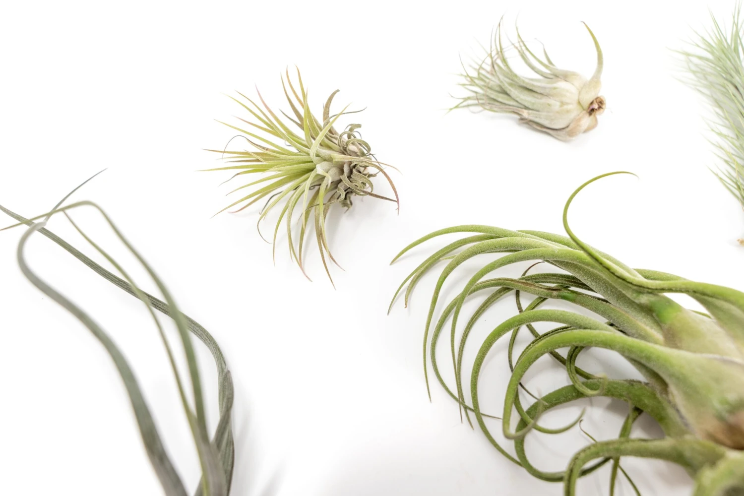 SALE - Tillandsia Air Plants In Need Of Tender Loving Care - Set Of 3 - 50% Off 2 SALE - Tillandsia Air Plants In Need Of Tender Loving Care - Set Of 3 - 50% Off - Image 2