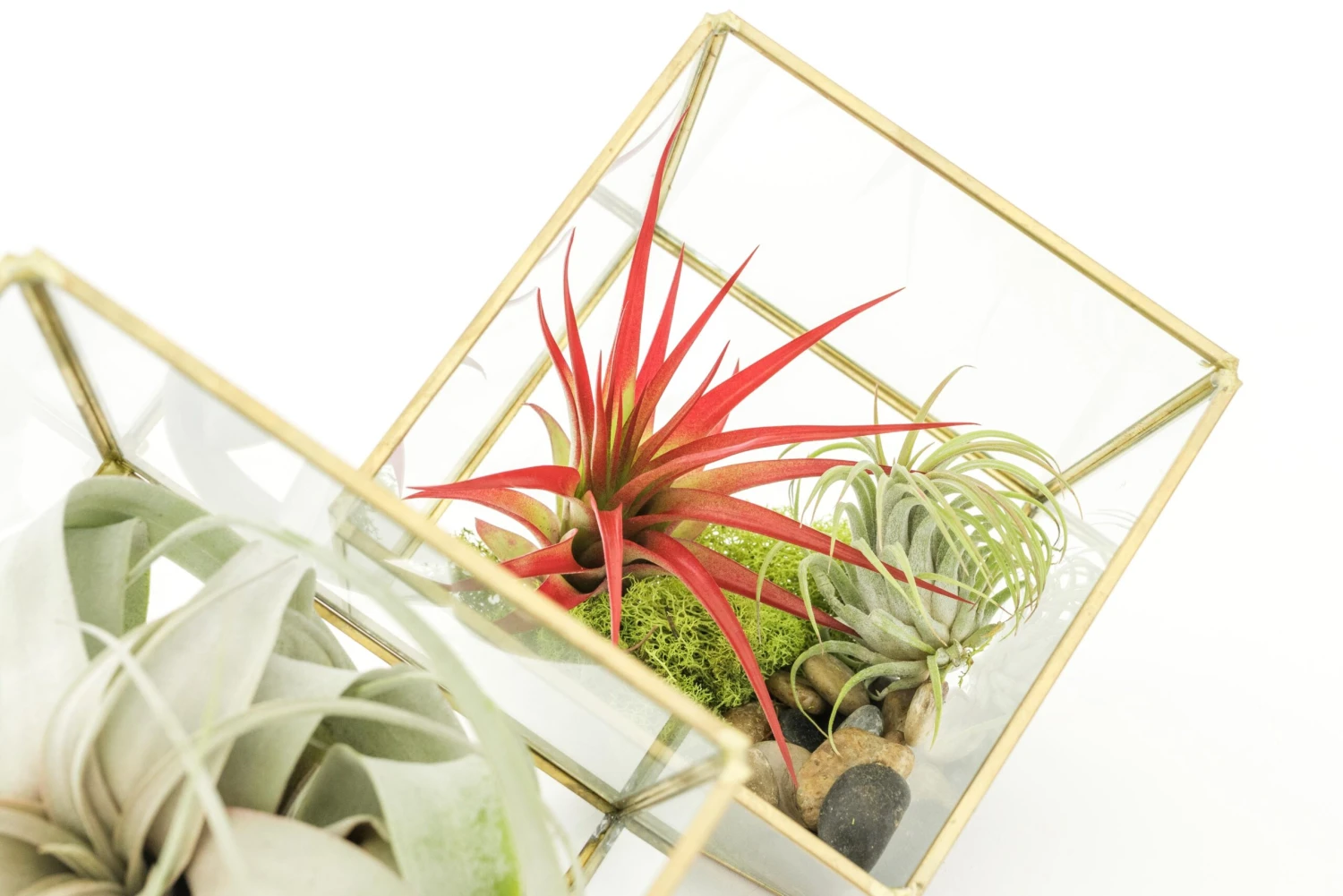 Heptahedron Geometric Glass Terrariums - Set Of 2 - With Tillandsia Red Abdita, Ionantha And Small Xerographica 3 Heptahedron Geometric Glass Terrariums - Set Of 2 - With Tillandsia Red Abdita, Ionantha And Small Xerographica - Image 3
