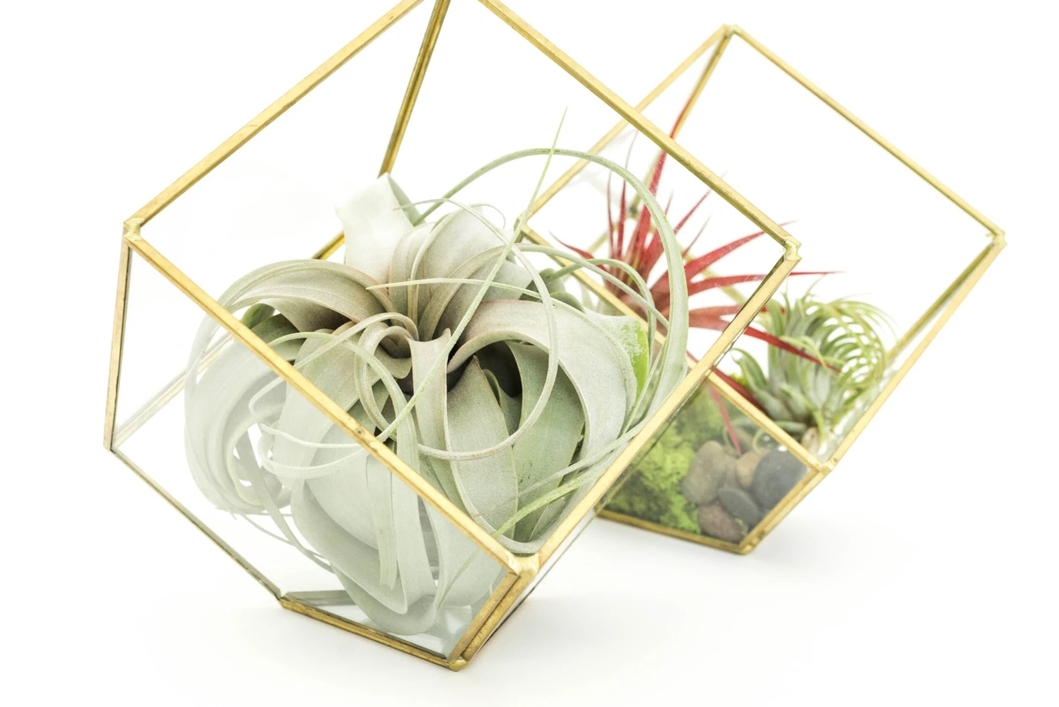 Heptahedron Geometric Glass Terrariums - Set Of 2 - With Tillandsia Red Abdita, Ionantha And Small Xerographica 2 Heptahedron Geometric Glass Terrariums - Set Of 2 - With Tillandsia Red Abdita, Ionantha And Small Xerographica - Image 2