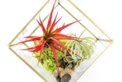 Heptahedron Geometric Glass Terrariums - Set Of 2 - With Tillandsia Red Abdita, Ionantha And Small Xerographica 11 Heptahedron Geometric Glass Terrariums - Set Of 2 - With Tillandsia Red Abdita, Ionantha And Small Xerographica -Air Plant World Tillandsia Air Plant Terrarium Heptahedron Geometric Glass Kits 3 a2396265 321f 4775 9332 53cb07d78b3d