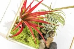 Heptahedron Geometric Glass Terrarium With Tillandsia Red Abdita And Ionantha Air Plants -Air Plant World Tillandsia Air Plant Terrarium Heptahedron Geometric Glass Kits 4