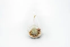 SALE - Set Of 3 Airy Teardrop Terrariums With Flat Bottoms -Air Plant World Tillandsia Air Plant Terrarium Kit 10