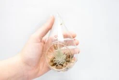 SALE - Set Of 3 Airy Teardrop Terrariums With Flat Bottoms -Air Plant World Tillandsia Air Plant Terrarium Kit 11