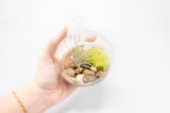 Set Of 3 Stunning Hanging Glass Terrariums With Flat Bottoms 12 Set Of 3 Stunning Hanging Glass Terrariums With Flat Bottoms -Air Plant World Tillandsia Air Plant Terrarium Kit 20
