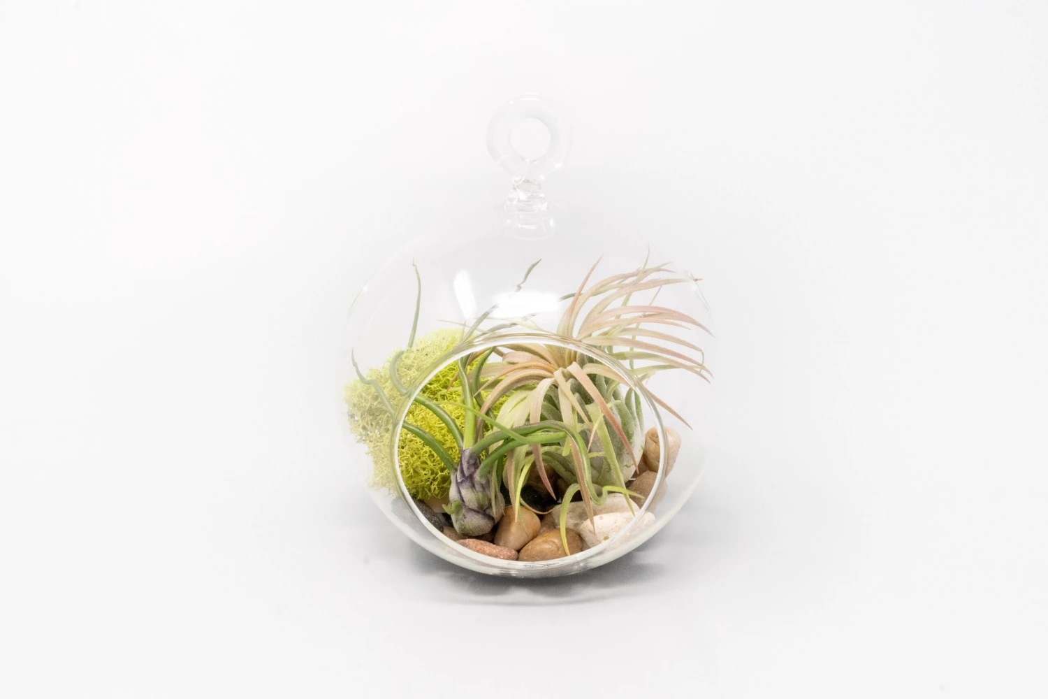 Set Of 3 Stunning Hanging Glass Terrariums With Flat Bottoms 6 Set Of 3 Stunning Hanging Glass Terrariums With Flat Bottoms - Image 6