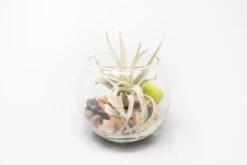 Complete Bubble Trio Terrariums With Tillandsia Juncea, Butzii, And Harrisii Air Plants 8 Complete Bubble Trio Terrariums With Tillandsia Juncea, Butzii, And Harrisii Air Plants -Air Plant World Tillandsia Air Plant Terrarium Kit 26