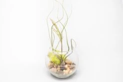 Complete Bubble Trio Terrariums With Tillandsia Juncea, Butzii, And Harrisii Air Plants 9 Complete Bubble Trio Terrariums With Tillandsia Juncea, Butzii, And Harrisii Air Plants -Air Plant World Tillandsia Air Plant Terrarium Kit 27