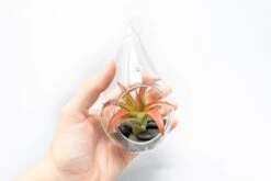 SALE - Set Of 3 Red Hots Complete Teardrop Terrariums -Air Plant World Tillandsia Air Plant Terrarium Kit 3