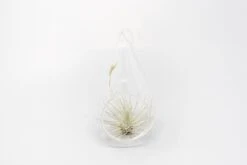SALE - Teardrop Glass Terrariums - Set Of 6 Or 12 - 40% Off -Air Plant World Tillandsia Air Plant Terrarium Kit 30