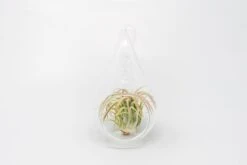 Minimalist Terrarium In A Glass Teardrop - Choose Your Custom Tillandsia Air Plant -Air Plant World Tillandsia Air Plant Terrarium Kit 31