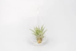 Minimalist Terrarium In A Glass Teardrop - Choose Your Custom Tillandsia Air Plant -Air Plant World Tillandsia Air Plant Terrarium Kit 32