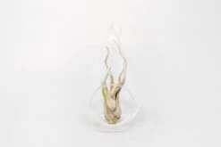 Minimalist Terrarium In A Glass Teardrop - Choose Your Custom Tillandsia Air Plant -Air Plant World Tillandsia Air Plant Terrarium Kit 33 791af403 3ac8 461a a449 30e68577c850