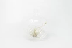 Minimalist Terrarium In A Glass Globe With Flat Bottom - Choose Your Custom Tillandsia Air Plant -Air Plant World Tillandsia Air Plant Terrarium Kit 37 a677adad eb61 4919 b056 f3336c1ae659
