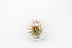Minimalist Terrarium In A Glass Globe With Flat Bottom - Choose Your Custom Tillandsia Air Plant -Air Plant World Tillandsia Air Plant Terrarium Kit 38 7afa4c61 4d14 4d28 9acb 44072b645288