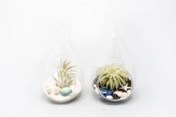 SALE - Teardrop Glass Terrariums - Set Of 6 Or 12 - 40% Off -Air Plant World Tillandsia Air Plant Terrarium Kit 40