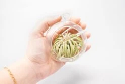 Mini Hanging Flat Bottom Glass Terrariums With Assorted Tillandsia Air Plants -Air Plant World Tillandsia Air Plant Terrarium Kit 52 9a9013f2 1d64 40bc b96e 62768dd295de