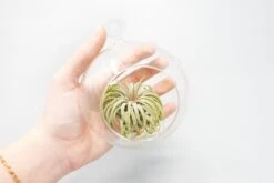 Beach Terrarium In Flat Bottom Globe With White Sand And Tillandsia Ionantha -Air Plant World Tillandsia Air Plant Terrarium Kit 54 a1cc7ba7 6bbf 4acb a748 a1d2c4f9170b