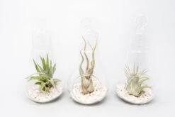 Hanging Light Bulb Terrarium With Crushed White Stones And Tillandsia Air Plant -Air Plant World Tillandsia Air Plant Terrarium Kit 58