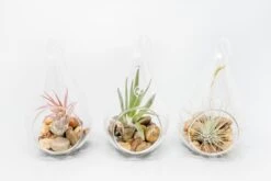 Teardrop Glass Terrariums -Air Plant World Tillandsia Air Plant Terrarium Kit 5 dfdbb367 33a2 4e7d 83d3 3dc3020241dc