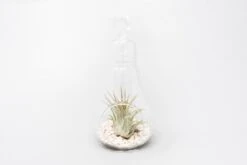 Hanging Light Bulb Terrarium With Crushed White Stones And Tillandsia Air Plant -Air Plant World Tillandsia Air Plant Terrarium Kit 60
