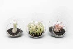Mini Hanging Flat Bottom Beach Terrariums With White Or Black Sand 15 Mini Hanging Flat Bottom Beach Terrariums With White Or Black Sand -Air Plant World Tillandsia Air Plant Terrarium Kit 66