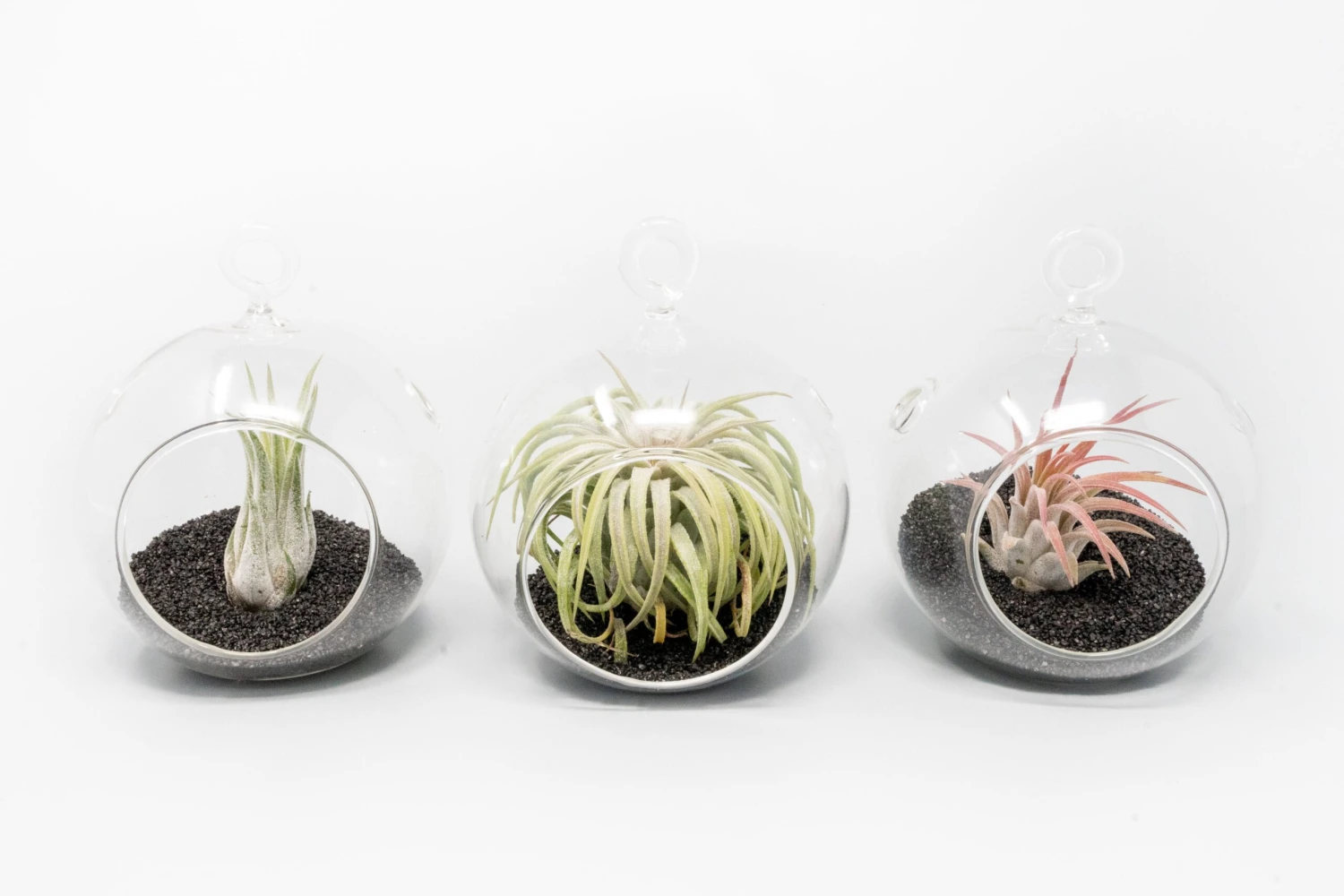 Mini Hanging Flat Bottom Beach Terrariums With White Or Black Sand 5 Mini Hanging Flat Bottom Beach Terrariums With White Or Black Sand - Image 5