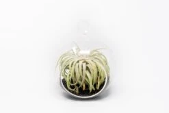 Mini Hanging Flat Bottom Beach Terrariums With White Or Black Sand 16 Mini Hanging Flat Bottom Beach Terrariums With White Or Black Sand -Air Plant World Tillandsia Air Plant Terrarium Kit 67 254ab4ba 4a75 4e1a a675 9a5ef92442a6