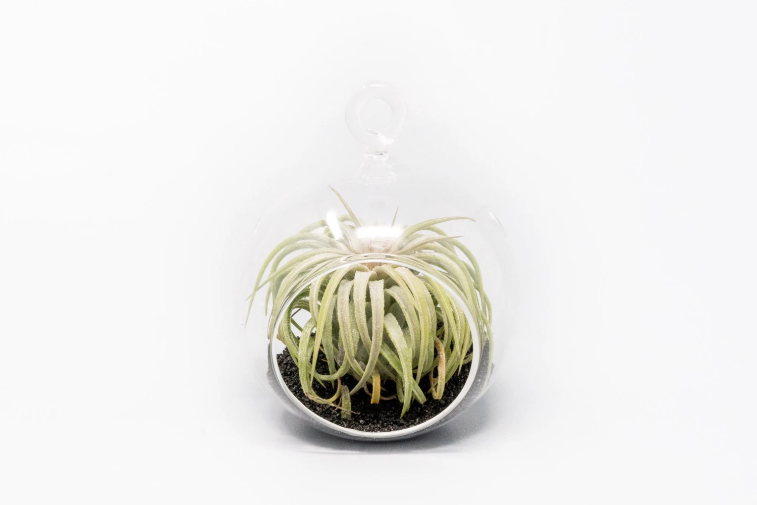 Mini Hanging Flat Bottom Beach Terrariums With White Or Black Sand 6 Mini Hanging Flat Bottom Beach Terrariums With White Or Black Sand - Image 6