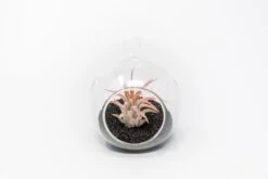 Mini Hanging Flat Bottom Beach Terrariums With White Or Black Sand 17 Mini Hanging Flat Bottom Beach Terrariums With White Or Black Sand -Air Plant World Tillandsia Air Plant Terrarium Kit 68 c0b938bb 836c 4e7f a8bd d41a4a08c720