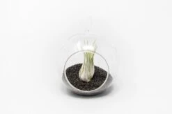 Mini Hanging Flat Bottom Beach Terrariums With White Or Black Sand 18 Mini Hanging Flat Bottom Beach Terrariums With White Or Black Sand -Air Plant World Tillandsia Air Plant Terrarium Kit 69 fe30235a dbea 465c ac27 7b23091002b8