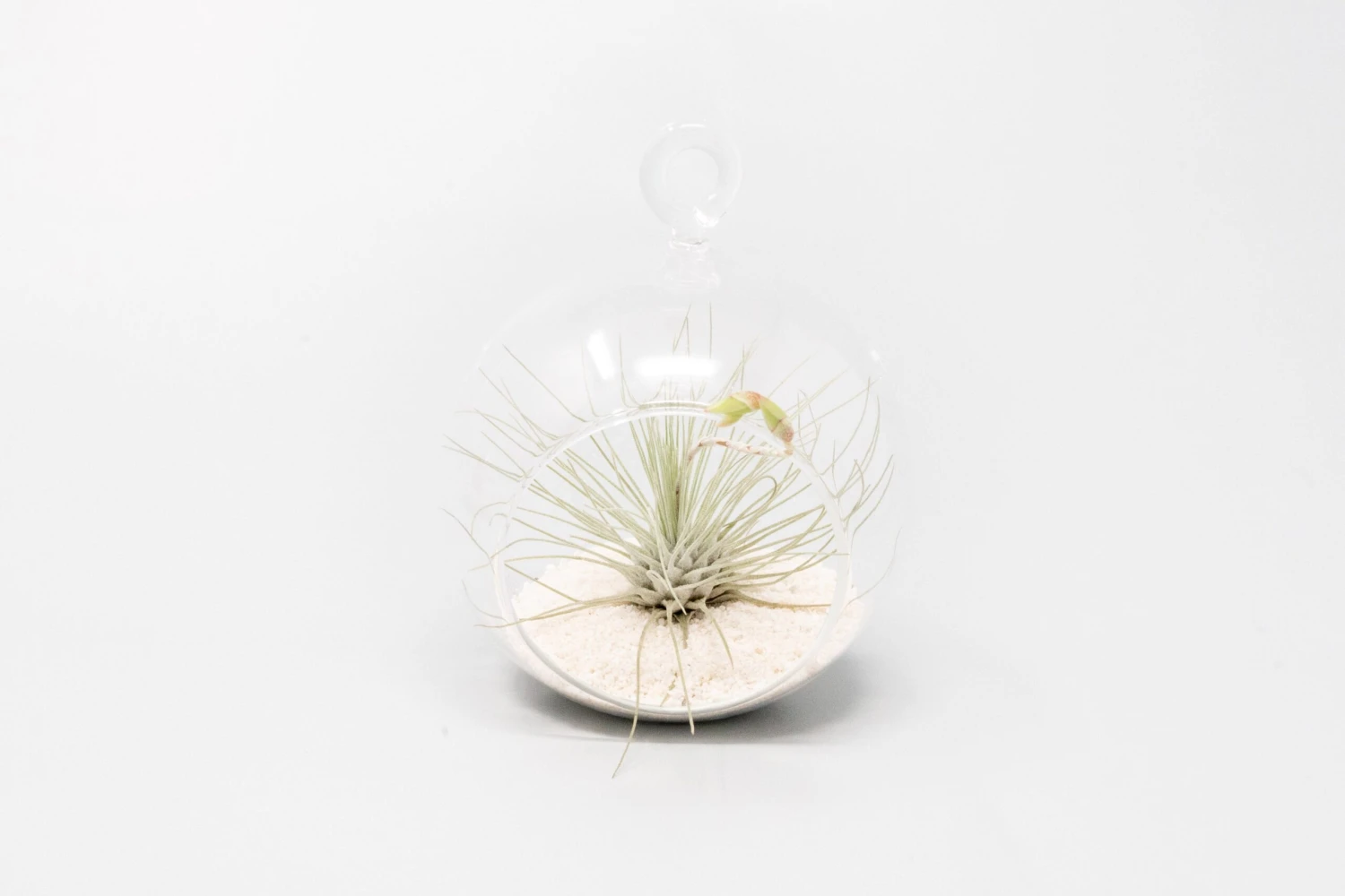 Mini Hanging Flat Bottom Beach Terrariums With White Or Black Sand 2 Mini Hanging Flat Bottom Beach Terrariums With White Or Black Sand - Image 2