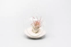 Mini Hanging Flat Bottom Beach Terrariums With White Or Black Sand 13 Mini Hanging Flat Bottom Beach Terrariums With White Or Black Sand -Air Plant World Tillandsia Air Plant Terrarium Kit 72