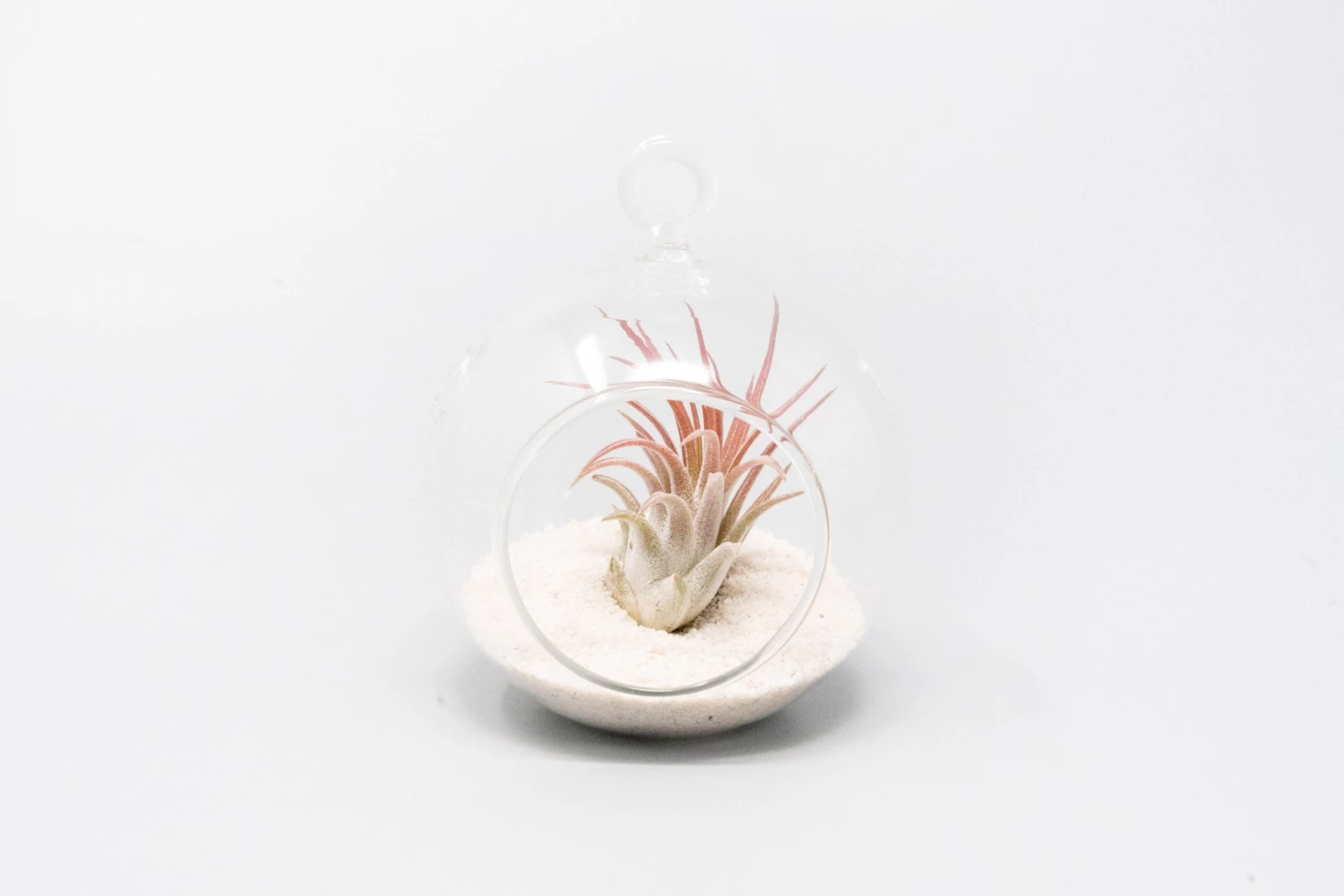 Mini Hanging Flat Bottom Beach Terrariums With White Or Black Sand 3 Mini Hanging Flat Bottom Beach Terrariums With White Or Black Sand - Image 3